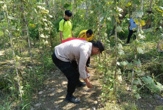 Tingkatkan Produktivitas Lahan, Terapkan Sistem Tumpang Sari
