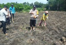 Kolaborasi BUMDes-Polsek Gelumbang Tanam Jagung Perdana 
