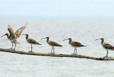 Taman Nasional Sembilang: Surga Satwa Langka & Burung Migran yang Bisa Kamu Jelajahi dari Palembang!