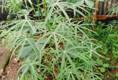 Daun Singkong Bukan Hanya Enak Namun Kaya Akan Protein di Dalamnya
