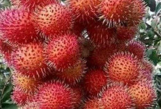 Buah Rambutan Ada Efek Samping yang Membuat Alergi, Benarkah?