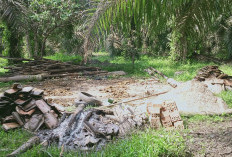 Nyatanya, Ada Daerah Tertinggi di Prabumulih dalam Perkebunan Sawit