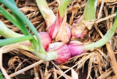 Terungkap! Ini Rahasia Pagar Alam & Muara Enim Jadi Raja Sayur Sumsel