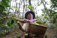 PHE Tingkatkan Ekonomi Masyarakat Desa Campaka Mulya Melalui Budidaya Kopi Puntang