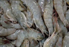 Arti Mimpi Mendapatkan Udang, Baik Udang Kecil ataupun Udang Besar