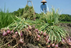 Produksi Bawang Merah di Daerah Ini 7.325 Kuintal Terbesar di Sumsel