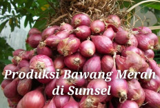 Daerah Pusat Produksi Bawang Merah di Sumsel 7 Jam dari Palembang