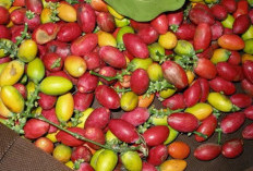 Belida Darat Jago Produksi Nanas, Kelekar Diam-diam Penghasil Melinjo