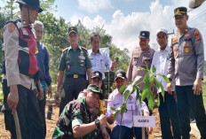 Tripika Semendo Tanam Ratusan Pohon Penghijauan