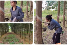 Dengan Perkebunan Karet Terluas di Sumsel Ini Daerah Ini Bukan Tujuan Wisata