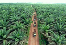 Rahasia di Balik Dominasi Kabupaten Muba sebagai Raja Sawit Sumsel, Kenapa Bisa Unggul?