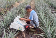 Kisah di Antara Duri dan Manisnya Buah, Nanas Tanpa Pupuk Ibarat Sayur Tanpa Garam