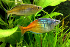 7 Fakta Rainbow Boesemani, Ikan Pelangi dengan Warna Spektakuler