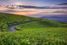 10 Destinasi Instagramable di Sumsel: Dari Jembatan Ampera hingga Gunung Dempo!