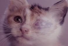 Ini Penyebab Anak Kucing Mengalami Sakit Mata
