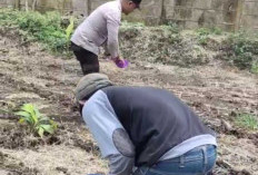 Bhabinkamtibmas Desa Lingga Jadi Teladan Gerakan Ketahanan Pangan