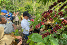 PTBA Dampingi Petani Kopi Sawahlunto Panen dan Ciptakan Nilai Tambah