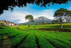 Libur Lebaran 2026 di Pagar Alam: 9 Villa Estetik dengan View Gunung Dempo Bikin Betah