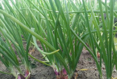 Pagar Alam Panen Bawang Merah Gede-Gede! Kok Daerah Lain Malah Melempem? 