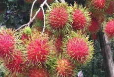 7 Manfaat Rambutan Untuk Kesehatan Tubuh