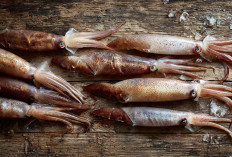 6 Keunikan Sotong Hewan Laut