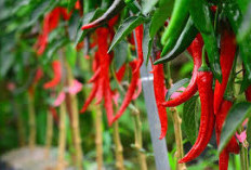 Pentingnya Petani Cabai Menguasai 3 Aspek Kunci untuk Hasil Panen Berkualitas