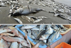 Mengapa Bangkai Ikan Boleh Dimakan? Penjelasan Islam dan Sains