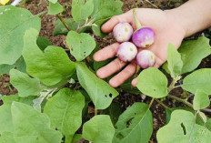 Manfaat Terong Bulat Ungu yang Sangat Menakjubkan