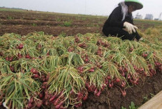 Pagar Alam Juara! Produksi Bawang Merah Sumsel Tembus 11 Ribu Kuintal