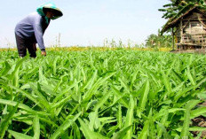 Produksi Kangkung Sumsel Tembus 39 Ribu Kuintal, Musi Rawas Jadi Penguasa Baru