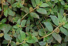 7 Manfaat Rumput Patikan Kebo untuk Kesehatan Tubuh anda