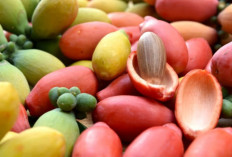 Fakta Unik Tentang Buah Melinjo yang Dikaitkan dengan Sakit Rematik