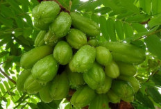 Rahasia Belimbing Besi Untuk Rambut yang Banyak Tidak Diketahui Orang