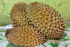  Stop Menganggab Remeh Kulit Durian! ini 4 Manfaatnya yang Jarang Diketahui 