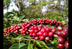 Lahan Kopi di Sumsel Tembus 267 Ribu Hektar! Kota Kecil Seperti Pagar Alam Justru Unggul, Ekonomi Bergerak!