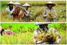 1 dari 17 Kabupaten dan Kota di Sumsel Unggul Produksi Padi: Penyumbang Target 3,5 Juta Ton Tahun 2025