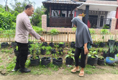 Dorong Pemanfaatan Lahan Pekarangan Untuk Ketahanan Pangan