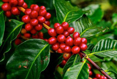 Selain Punya Danau Terbesar ke-2 di Sumatera, Kabupaten  Ini Juga Nomor 1 Produksi Kopi di Sumsel