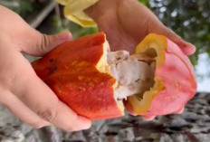 Kaya Antioksidan, Flavonoid, Mineral, dan Vitamin, Buah Coklat Baik Untuk Kesehatan