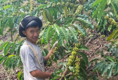 Harga Kopi Muara Enim Mulai Turun