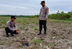 Polsek Lembak Tinjau Progres Penanaman Jagung 