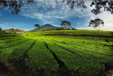 Liburan Dingin-Dingin Asik di Pagaralam: Ngopi Santai, Foto Estetik di Kaki Gunung Dempo!