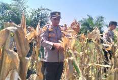 Hasil Panen Jagung Mencapai 4 Ton Jagung