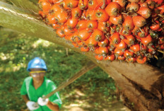 Produksi Sawit dan Karet Musi Rawas dan Musi Banyuasin  Melonjak! Ekonomi Sumsel Melesat Tajam