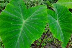 Salah Satu Manfaat Daun Keladi Dapat Menurunkan Gula Darah