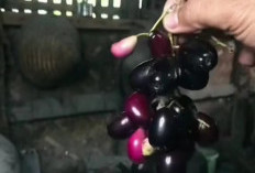Si Kecil Kaya Manfaat Menjaga Kesehatan Tubuh