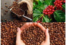 Dikelilingi Bukit Barisan, Ini 3 Kecamatan di Muara Enim Terkenal Penghasil Kopi yang Enak