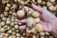Mengenal Lebih Jelas Tentang Buah Rambai