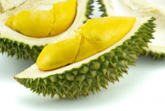 Muara Enim Jadi Lumbung Buah Tropis Sumsel, Produksi Durian dan Nanas Melesat 