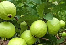 Kandugan Jambu Kristal Kaya Manfaat Untuk Kesehatan